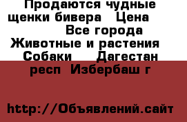 Продаются чудные щенки бивера › Цена ­ 25 000 - Все города Животные и растения » Собаки   . Дагестан респ.,Избербаш г.